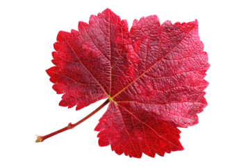 Detailed red grape leaf in autumn isolated on transparent background for design