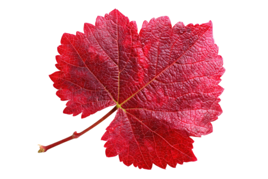 Detailed red grape leaf in autumn isolated on transparent background for design