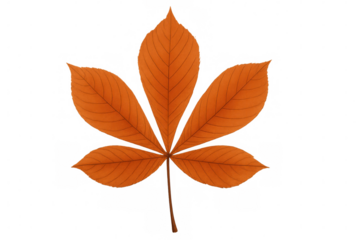 Vibrant orange maple leaf spreading five leaflets, symbolizing autumn transformation against transparent backdrop