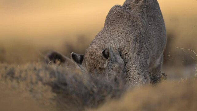 Puma Sniffing the Ground in the Wild Landscapes of Chile