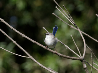 Juvenile Male Superb Fairywren (Malurus cyaneus) perched on a shrub branch with green bush bokeh...