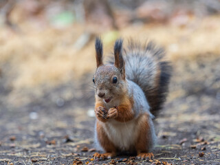 Squirrel in autumn hides nuts on the green grass with fallen yellow leaves