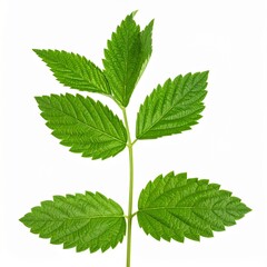 Medicinal Leaves on Isolated White Background &ndash; Herbal Plant Leaves with Organic Feel and Scientific Detail