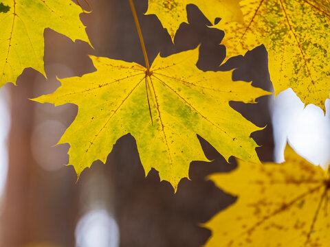 Maple branches with yellow leaves in autumn, in the light of sunset.