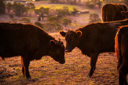 Cows grazing up the hill under the soft sunset light, Camperdown, Victoria, Australia