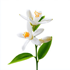 Fototapeta premium beautifully composed photograph of a white neroli flower (orange blossom) on a clean white background. Botanical illustrations or studies.