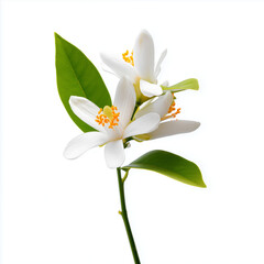 beautifully composed photograph of a white neroli flower (orange blossom) on a clean white background. Botanical illustrations or studies.