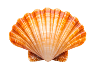 Seashell's Natural Beauty: A close-up shot revealing intricate patterns and warm hues of a single, perfectly formed seashell, showcasing the delicate artistry of nature.