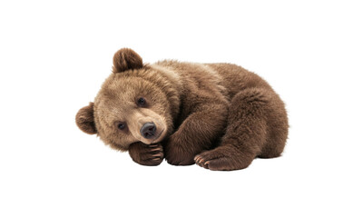 Adorable brown bear cub lying down on a black background looking cute