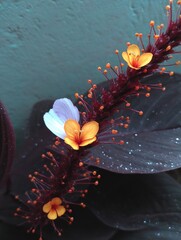 Close-up of colorful flowers