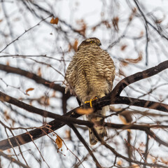 A Eurasian sparrowhawk perched on a branch of a tree outdoors.