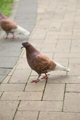 pigeons on the street