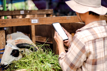 Smartphone Mockup in Male Farmer Hands at Goat's Pen