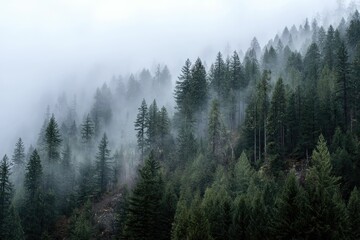 Write about a forest that is constantly shrouded in mist