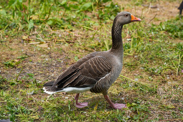 A Greylag Goose stands with noble stillness—its wild gaze and weathered feathers echo Europe’s ancient landscapes and the enduring beauty of migration, freedom, and untamed natural life.