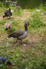 A Greylag Goose stands with noble stillness—its wild gaze and weathered feathers echo Europe’s ancient landscapes and the enduring beauty of migration, freedom, and untamed natural life.