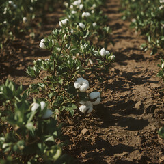 Cotton Field in Sunlight: Rows of lush cotton plants thrive under the warmth of the sun, showcasing delicate white blossoms against the rich brown earth, creating a picture of agricultural splendor.