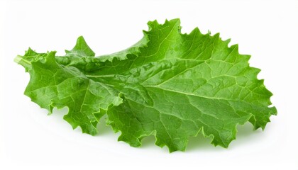 Mustard Greens on Isolated White Background – Spicy Leafy Vegetable with Wavy Texture and Natural Depth of Field