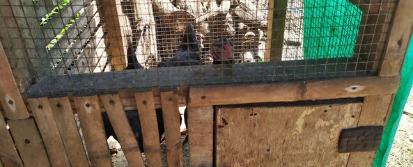 Chickens in a cage in the countryside © yogia10
