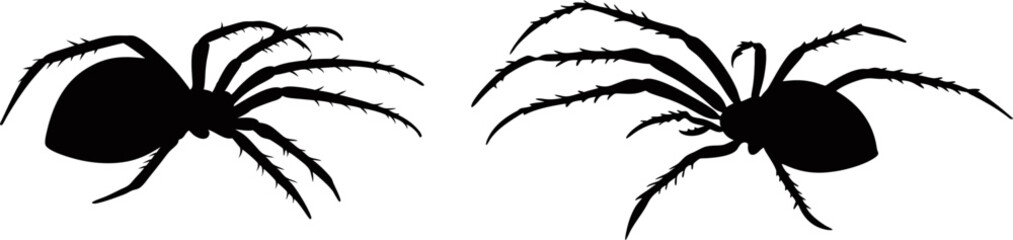 vector silhouette of a spider
