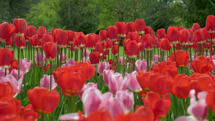 Red and purple blooming tulips closeup background.