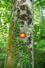 Hiking trail marking on a tree in red yellow. Vertical shot.