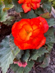 begonia, blooming begonia, begonia in landscape design, begonia in a flowerbed, red begonia flower
