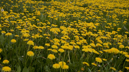 Blossoming orange-yellow meadow field closeup with dandelions.