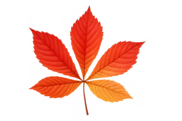 Palmately compound leaf with five leaflets showing warm autumn colors, isolated on transparent background