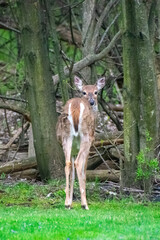fawn looing backwards over shoulder