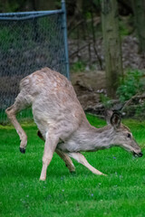 deer running away in residential yard