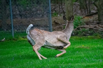 deer running away in residential yard