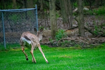 deer running away in residential yard