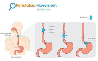 Esophageal Peristalsis Diagram Showing Food Movement