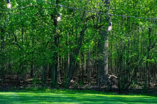 Into the forest at the edge of the yard