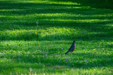 bird poking around in the green grass