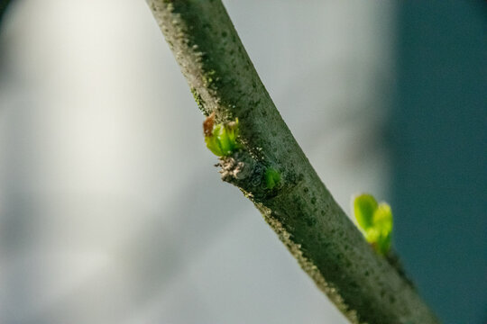 Bud on a branch in early spring