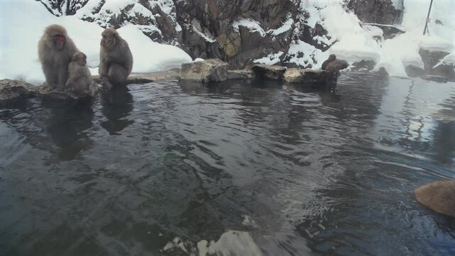 Japanese Macaque Snow Monkey Family at Jigokudani monkey park hot springs