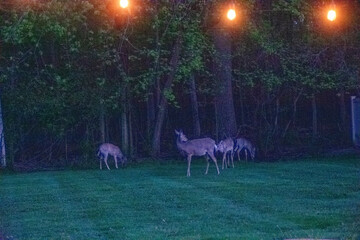 deer in a yard at last light