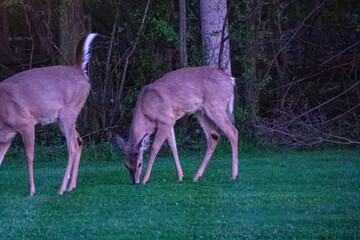 deer in a yard at last light
