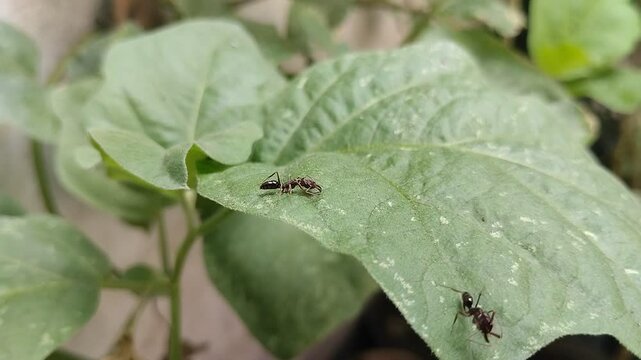 Odontomachus bauri or trap jaw ant on a leaf. This ant has unique jaw adaptations for hunting and survival, making it an interesting species.
