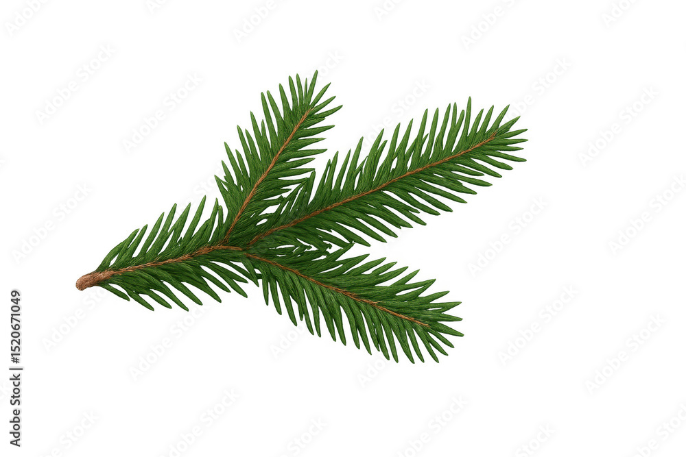 Poster realistic fir branch isolated against a transparent background, serving as an ideal design element f