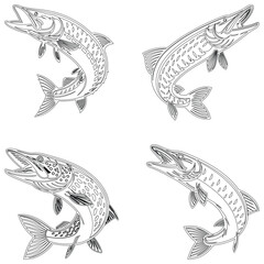 Salmon fish set line art and illustrator eps 10