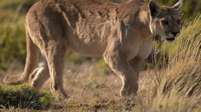 Puma walking in Torres del Paine grassland hunting for prey