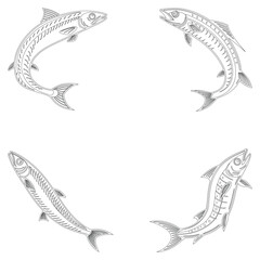 Anchovy fish set line art and isolated on white background illustrator eps  10
