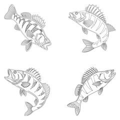 Perch fish set line art and isolated on white background illustrator eps  10