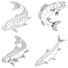 Roach fish set line art and isolated on white background illustrator eps  10