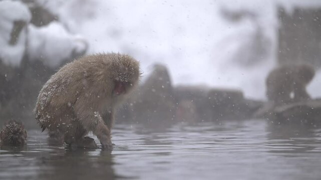 Japanese Macaque Snow Monkey Family at Jigokudani monkey park hot springs
