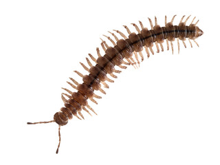 P9200172 flat-backed millipede, Polydesmus, isolated, cECP 2024
