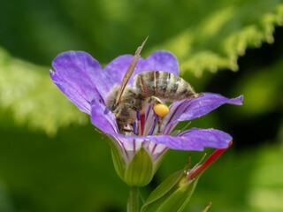 P6021203 honey bee, Apis mellifera, on a perennial Geranium flower, cECP 2025
